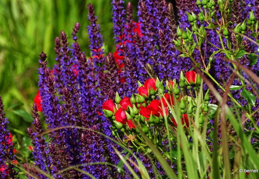 24-05-27-rosengarten-041