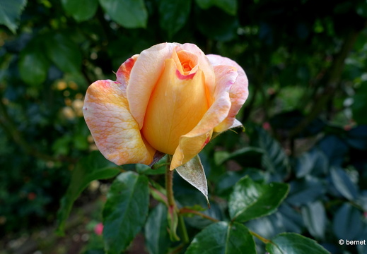 24-05-27-rosengarten-058