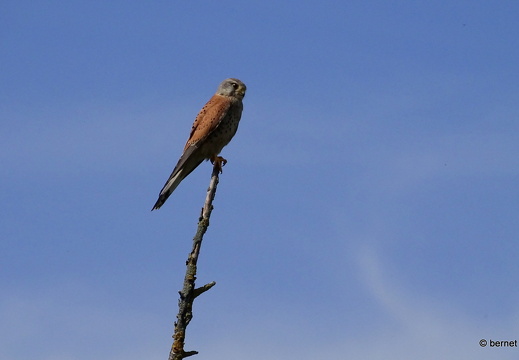 24-06-18-teichstrasse-falke-014