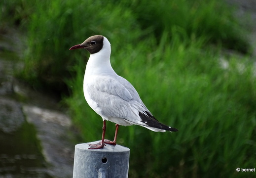 24-06-28-am grossendeich-lachmoewe-004