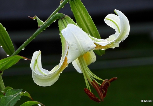 24-07-07-schrebergarten-016
