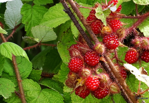 24-07-07-teichstrasse-japanische weinbeere-002