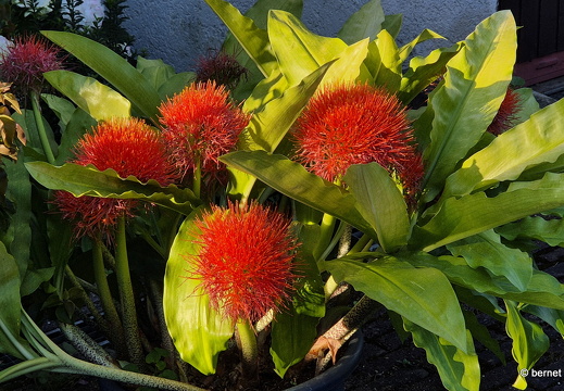 24-07-20-fessenbach-blutblume-