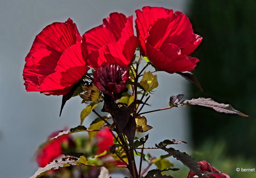 24-08-25-schwarzwaldstrasse-hibiskus-001