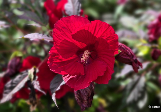 24-08-25-schwarzwaldstrasse-hibiskus-004