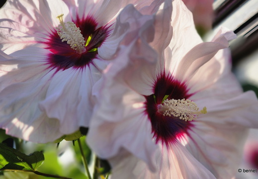 24-08-29-zell-weierbach-hibiskus-