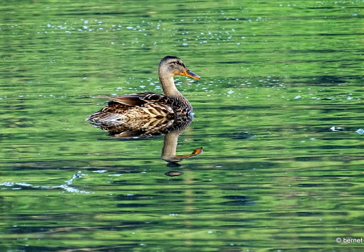 24-09-01-burgerwaldsee-