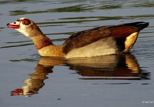 24-09-01-burgerwaldsee-nilgaense-010