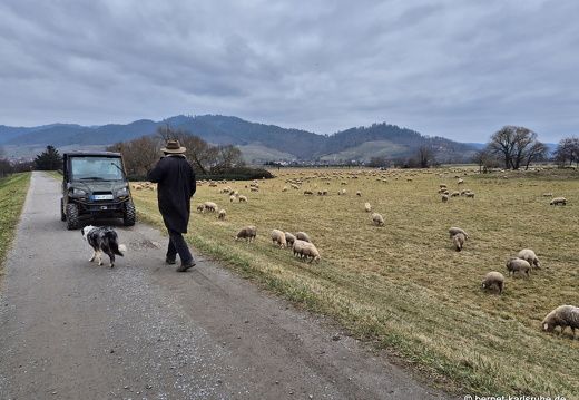 25-02-17-kinzig-schafsweide-003