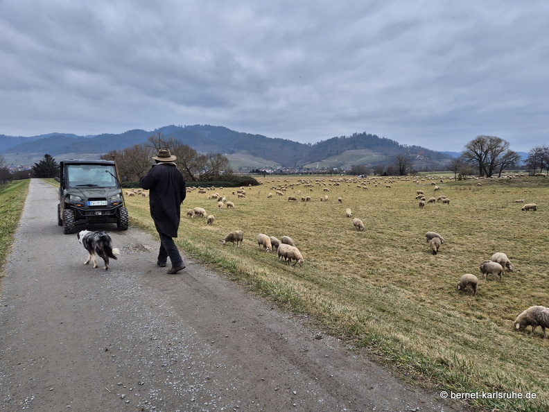 25-02-17-kinzig-schafsweide-003.jpg
