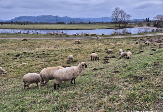 25-02-17-kinzig-schafsweide-009