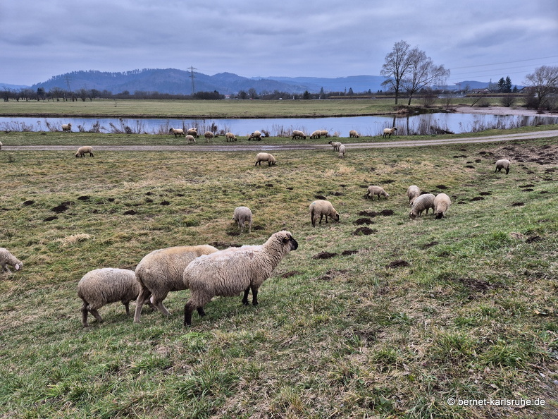 25-02-17-kinzig-schafsweide-009.jpg