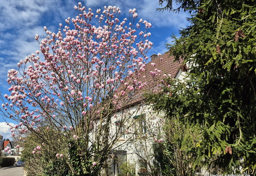 25-03-24-teichstrasse-fruehlingsblueten-magnolie-