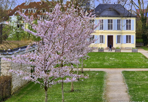 25-03-30-buergerpark-fruehlingsblueten-