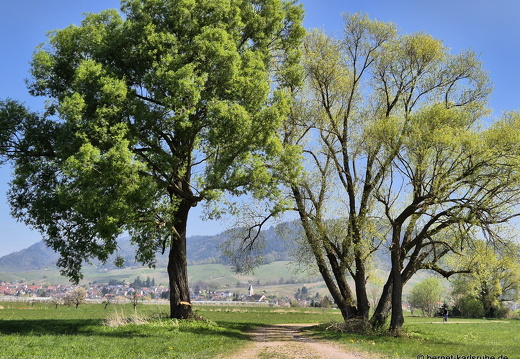 25-04-10-am grossendeich-003