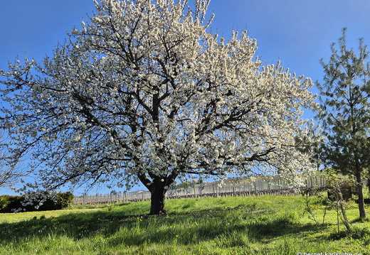 25-04-12-fessenbach-031