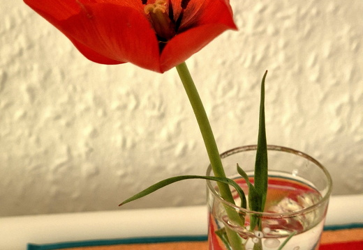25-04-14-tulpe-003