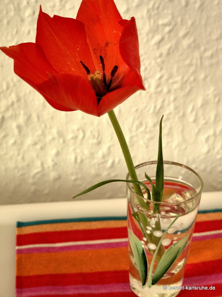 25-04-14-tulpe-003.jpg