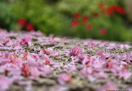 25-04-19-grimmelshausenstrasse-zierkirsche-015