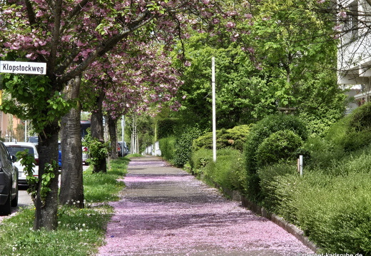 25-04-19-grimmelshausenstrasse-zierkirsche-016