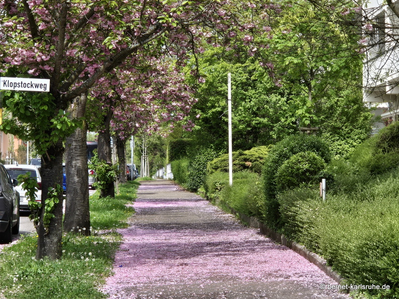 25-04-19-grimmelshausenstrasse-zierkirsche-016.jpg