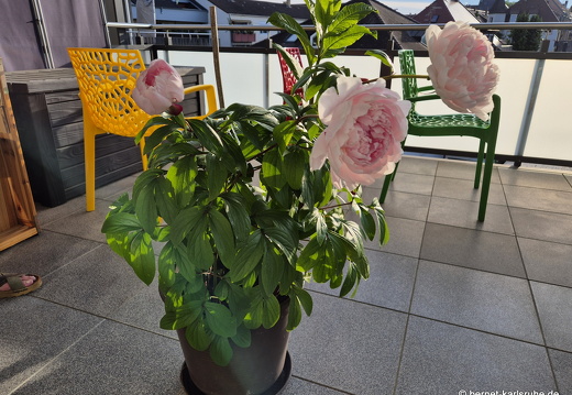 25-05-14-balkon-pfingstrose-008