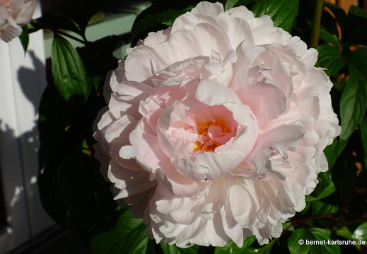 25-05-17-balkon-pfingstrose-002