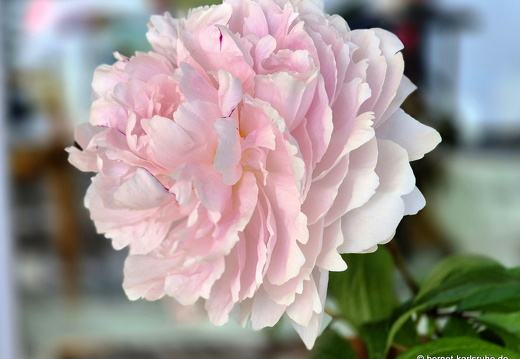 25-05-17-balkon-pfingstrose-005