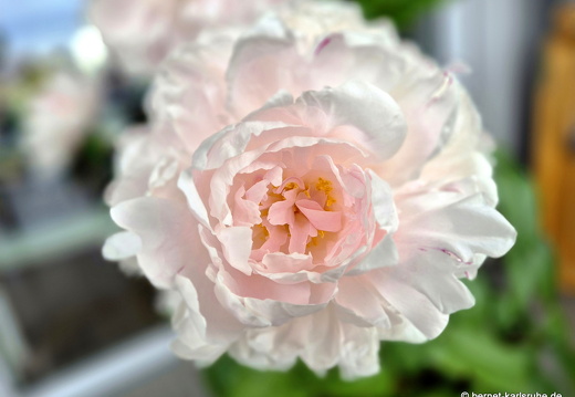 25-05-20-balkon-pfingstrose-002