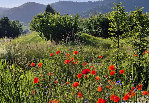 25-05-30-fessenbacher-