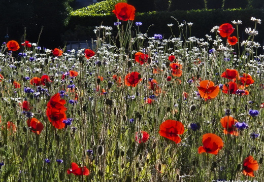 25-05-30-fessenbach-mohn-