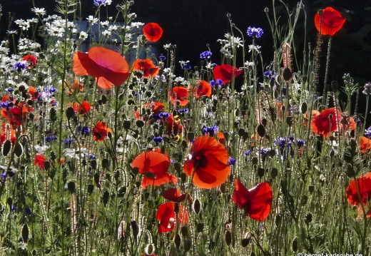25-05-30-fessenbach-mohn-003