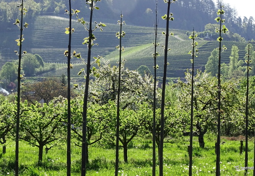 24-04-12-ortenberg-blauglockenbaum-002