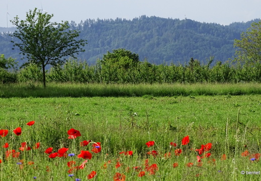 24-05-23-ortenberg-012