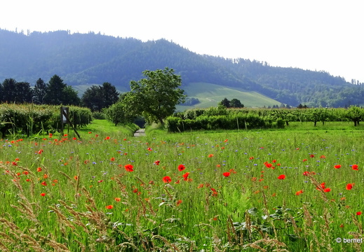 24-05-23-ortenberg-014