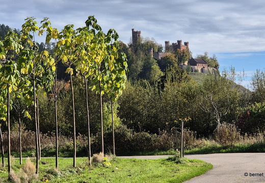 24-10-27-ortenberg-blauglockenbaum-004
