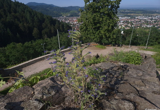 24-07-25-oberkirch-schauenburg-031