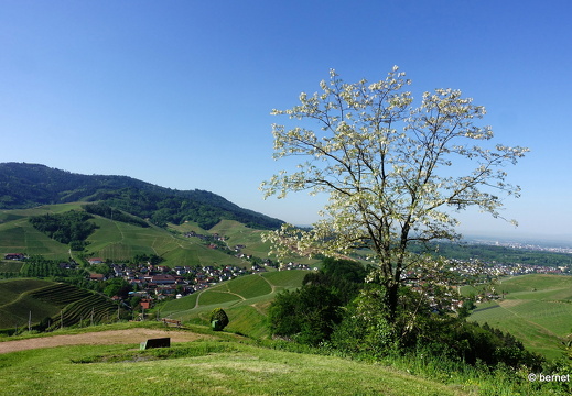 24-05-10-durbach-010