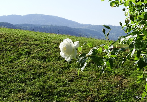 24-05-10-durbach-014