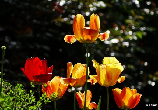 24-04-13-schwarzwaldstrasse-fruehliingsblueten-006