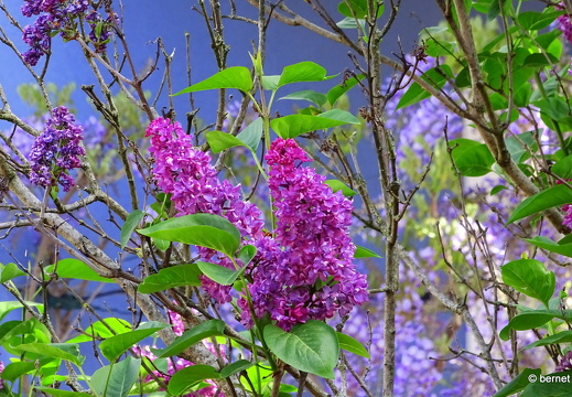 24-04-13-schwarzwaldstrasse-fruehliingsblueten-flieder-001