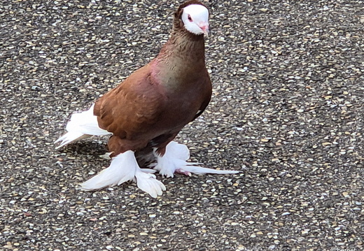 24-11-29-im weizenfeld-exotische taube-