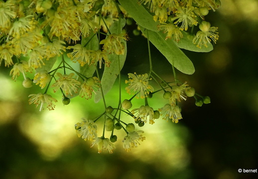 24-06-06-kulturforum-lindenblueten-014