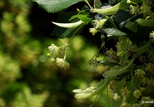 24-06-06-kulturforum-lindenblueten-004