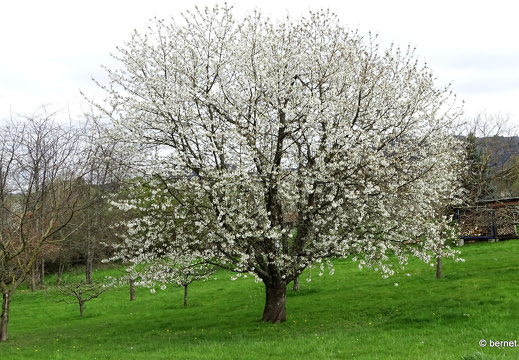 24-03-22-obstbluete-001