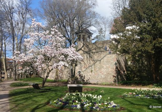 24-03-23-innenstadt-fruehling-001