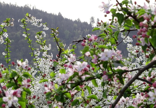 24-04-07-apfelplantage-riehle-017