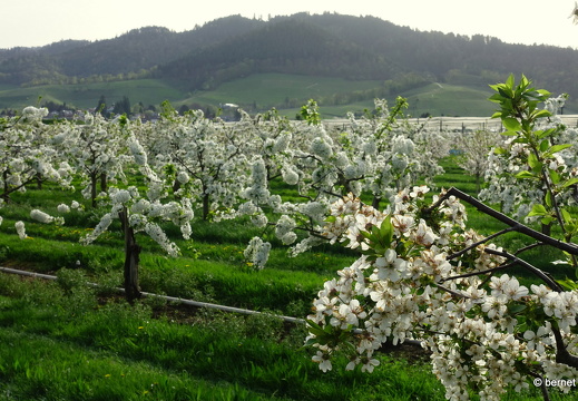 24-04-07-apfelplantage-riehle-kirschblueten-003