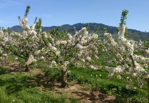 24-04-12-obstplanatge  riehle-Apfelbluete-004