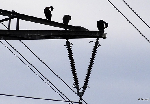 24-05-13-kinzigdecih-kormoran-familie-040